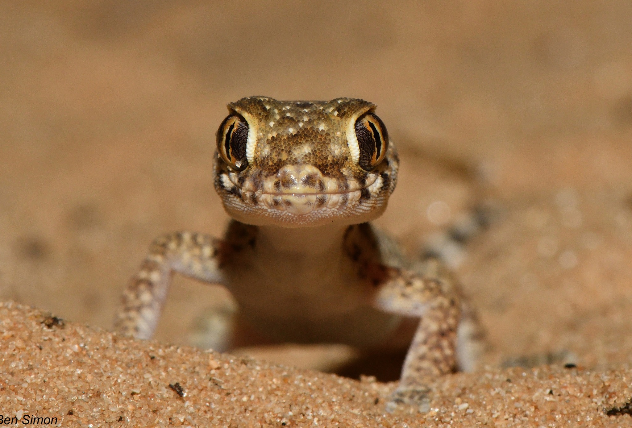 Gecko. photo by: Yonatan Ben Simon